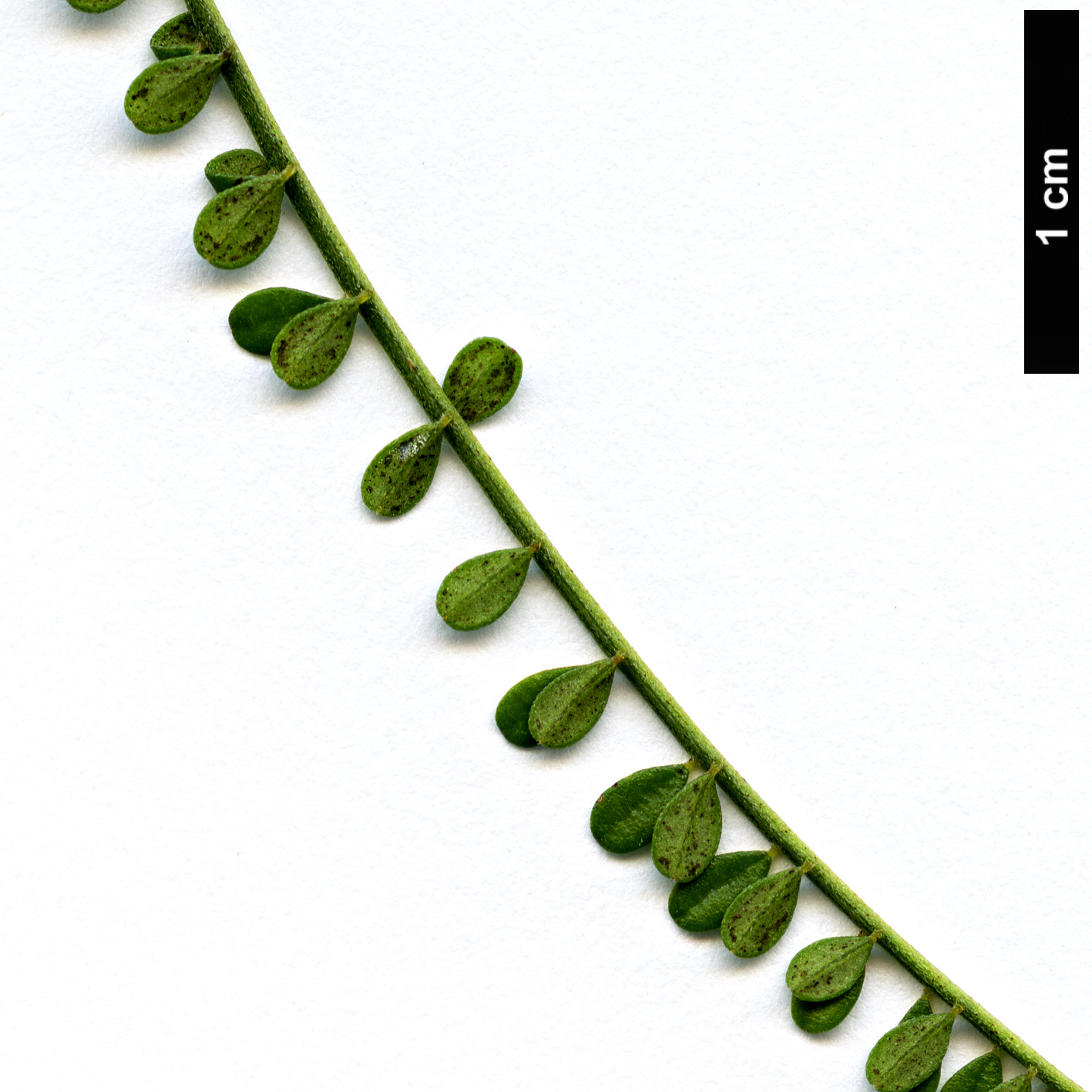 High resolution image: Family: Fabaceae - Genus: Sophora - Taxon: longicarinata